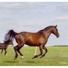 Running horse