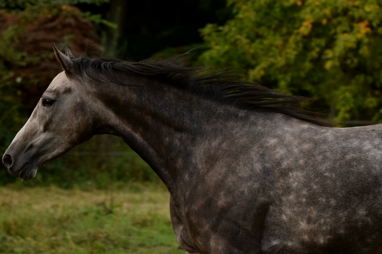 Running Horse