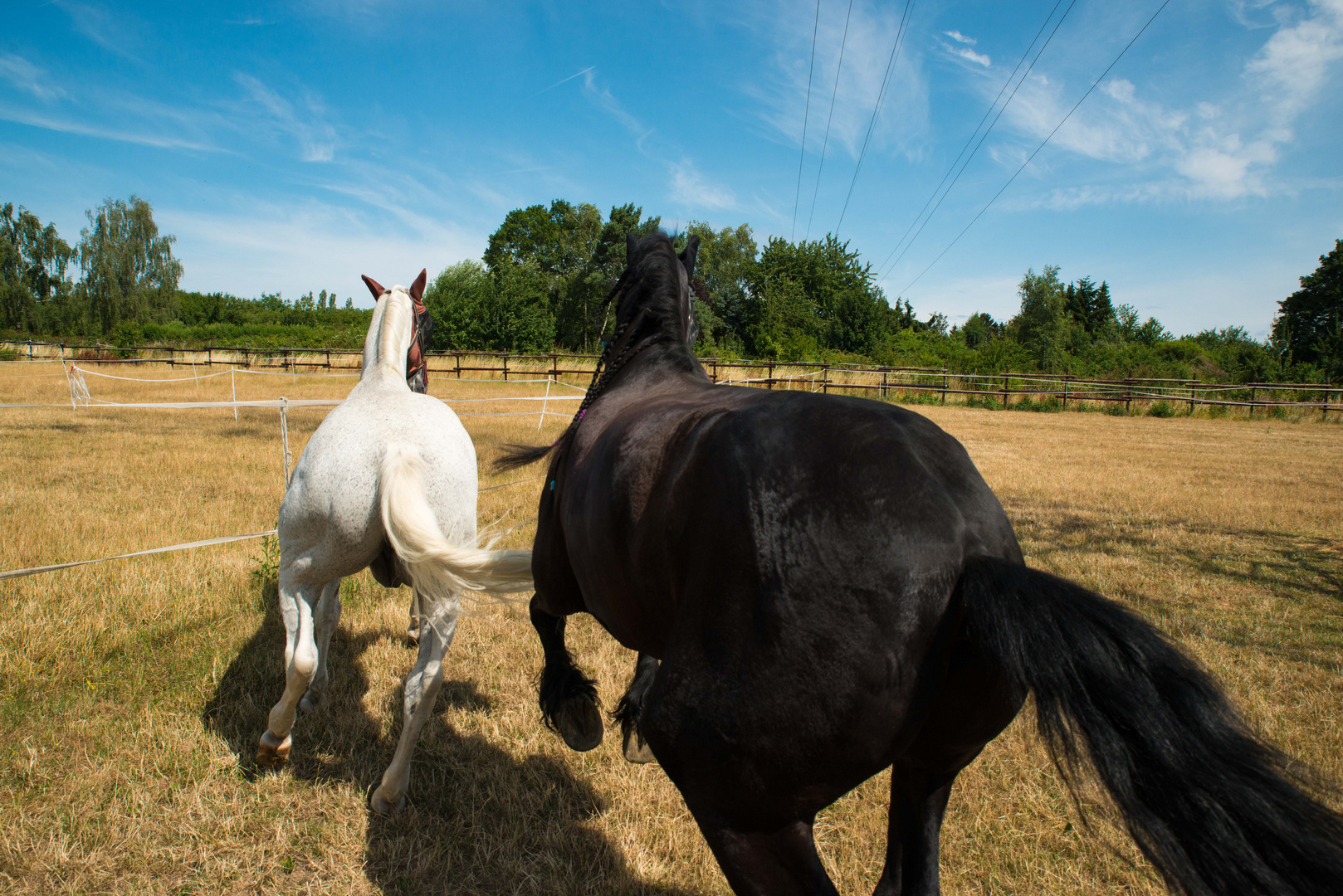 Running horses