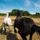 Running horses