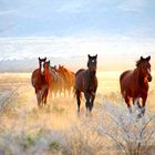 running horses