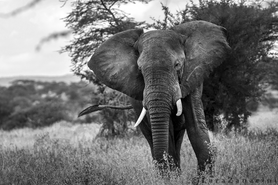 running in the savannah