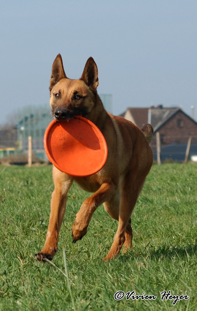 Running Malinois