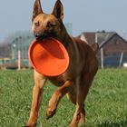 Running Malinois