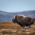 running muskox