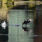 Running on Water