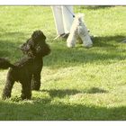 running poodles II