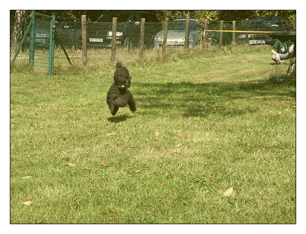 running poodles IV