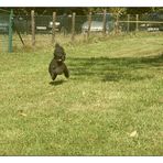 running poodles IV