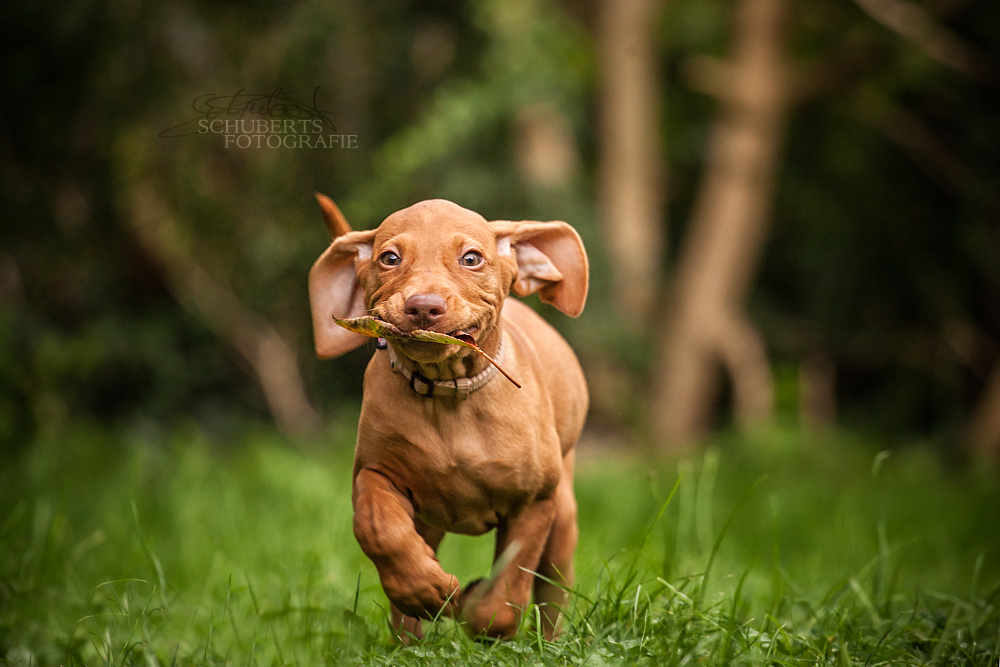 Running Puppy