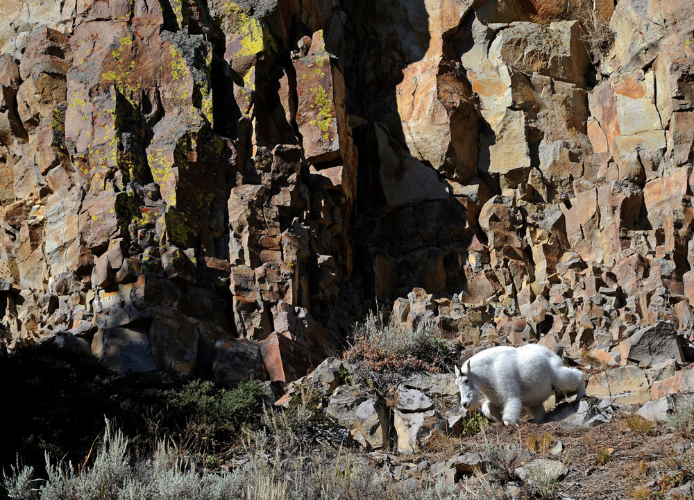 Running Rock