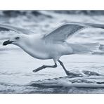 Running Seagull