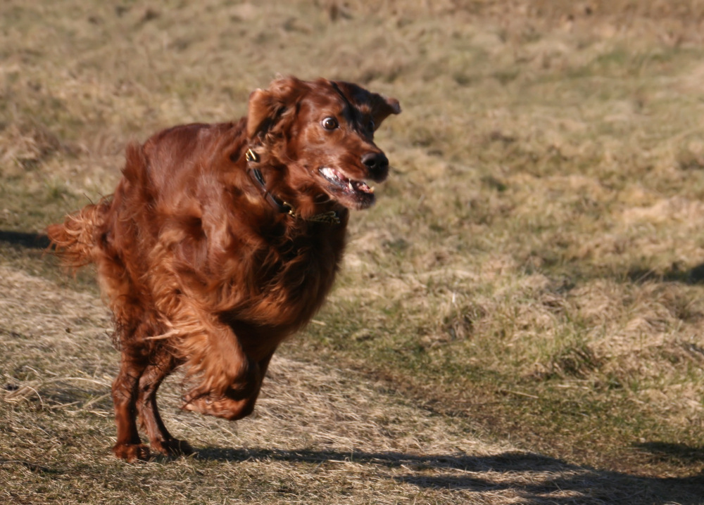 Running Setter :-)