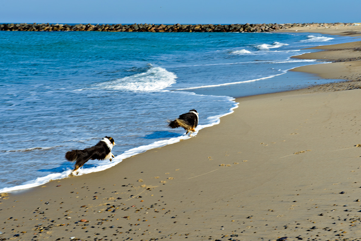 Running Shelties