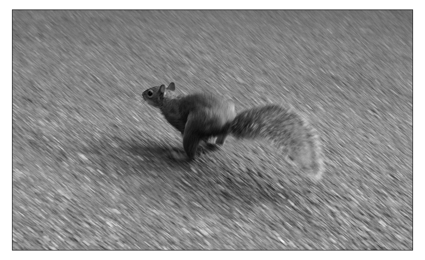 - running squirrel -