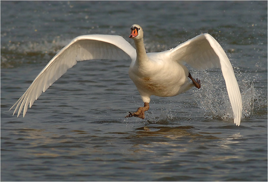 Running Swan