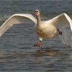Running Swan