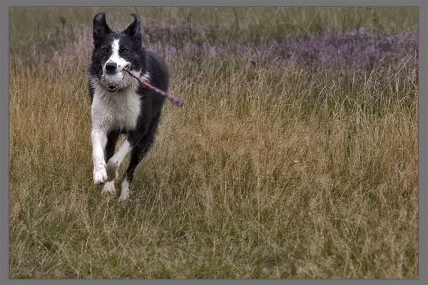 running through heather