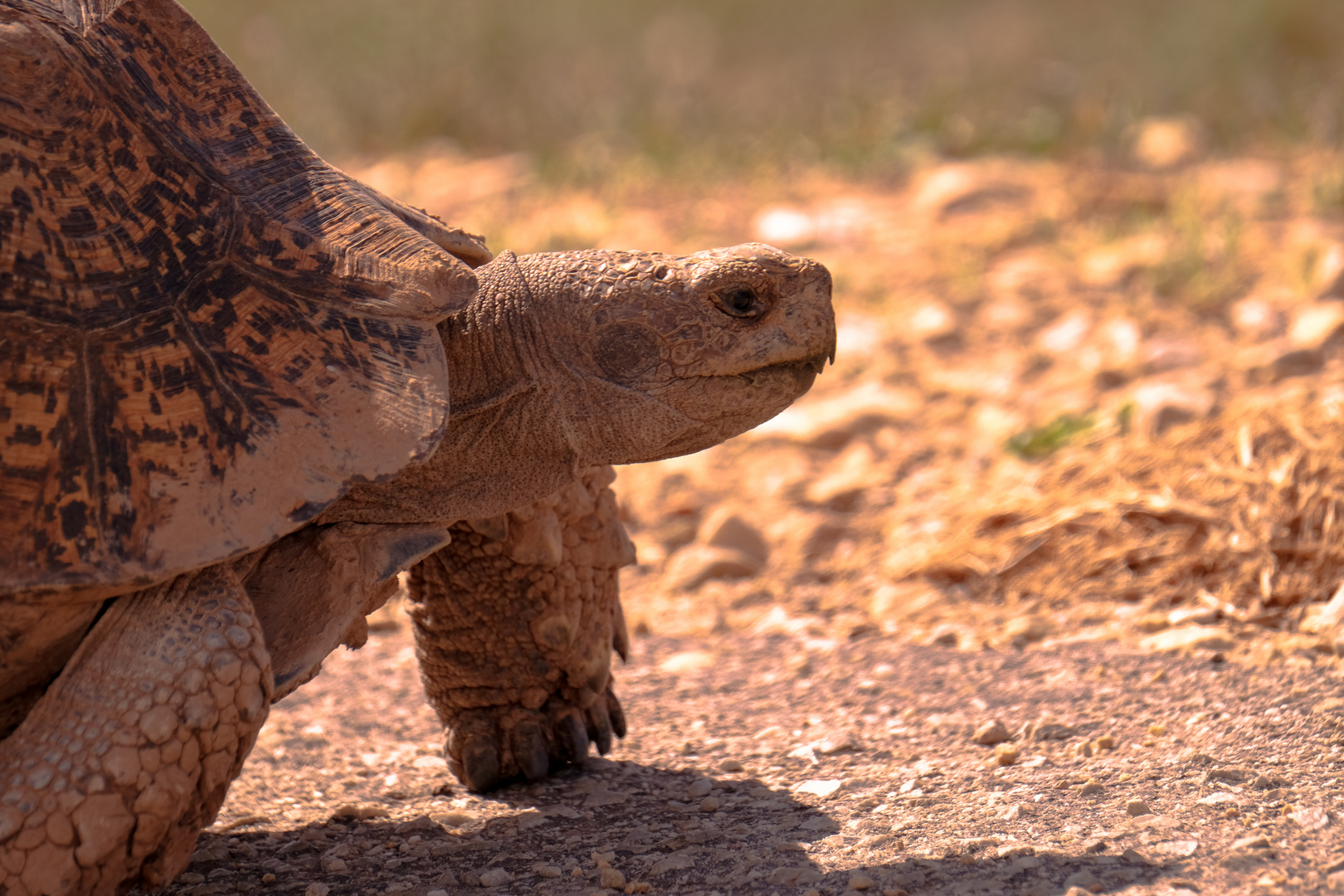 "Running" turtle 