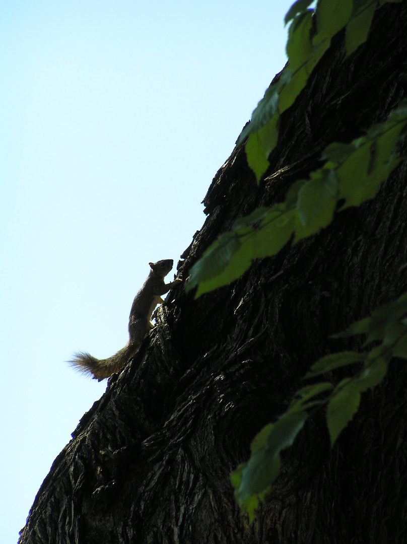 Running up that tree...