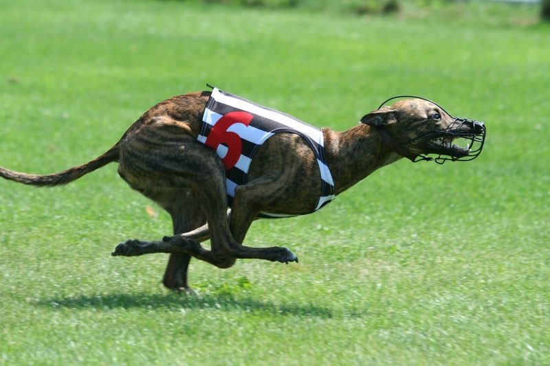 Running Whippet