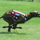 Running Whippet