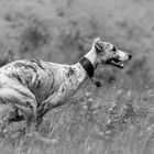 Running Whippet