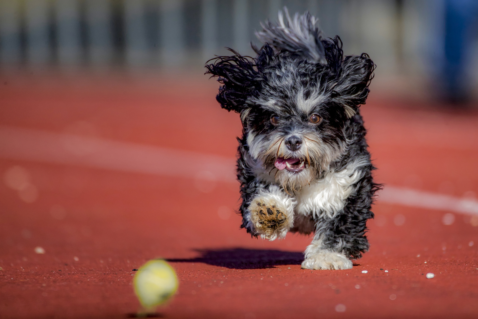 running wild - bis dem Ball die Luft ausgeht