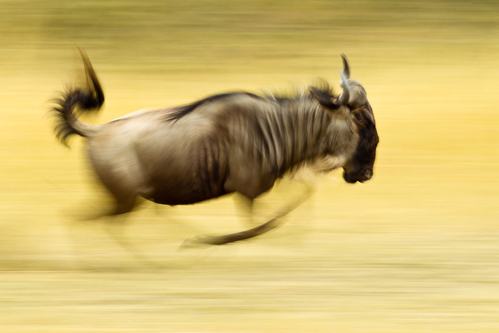 ...running wildebeest...