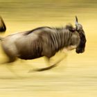 ...running wildebeest...