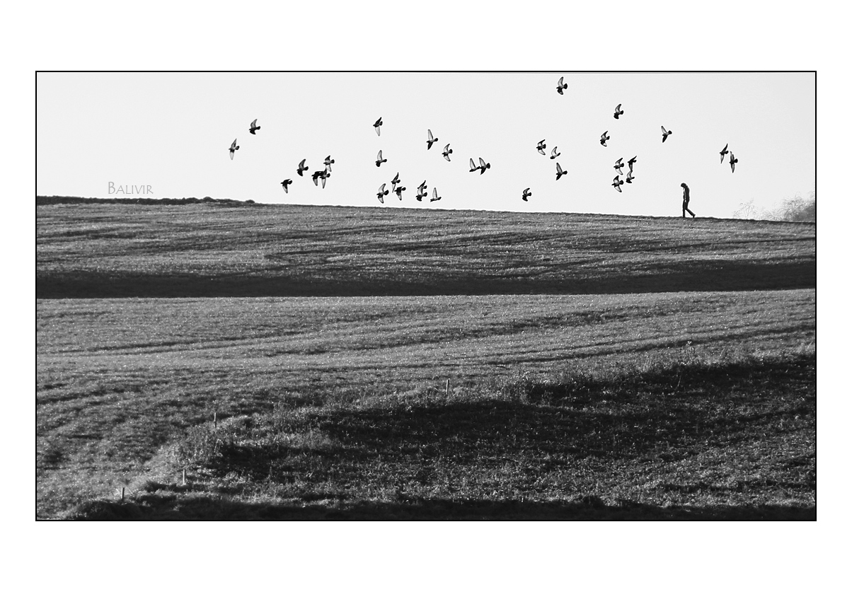 running with birds