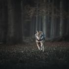 running with the wolves 