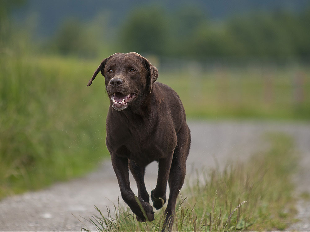 Runnning Choko