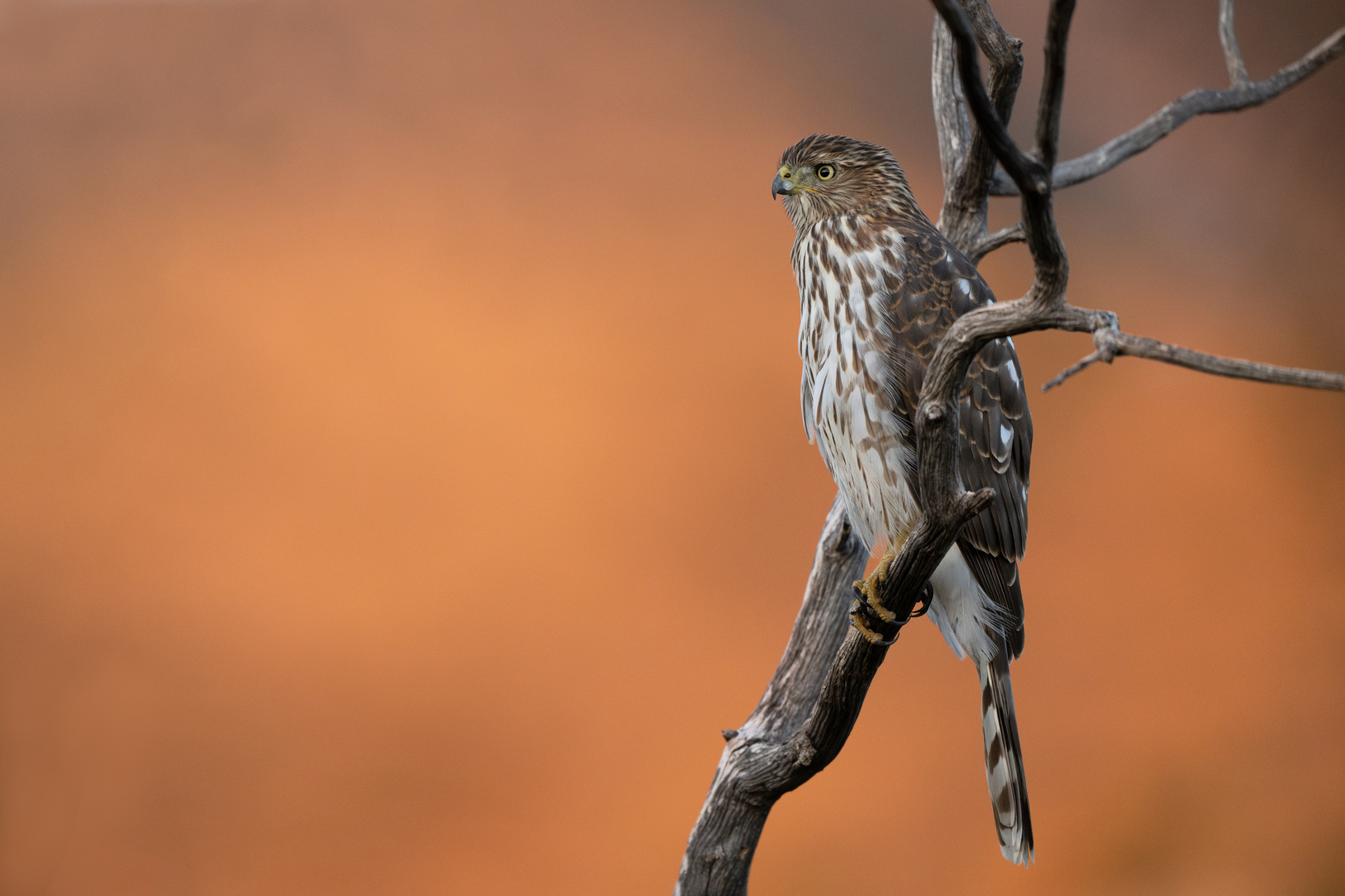 Runschwanzhabicht (Cooper's Hawk)