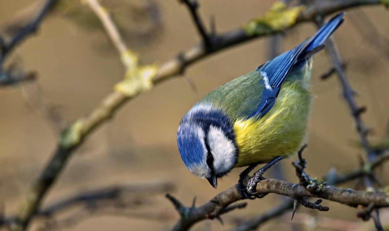 "Runter oder nicht, das ist hier die Blaumeisen - Frage"