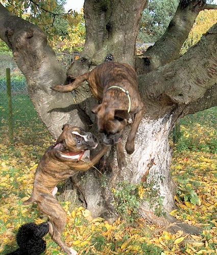 runter vom Sofa...rein in den Baum...