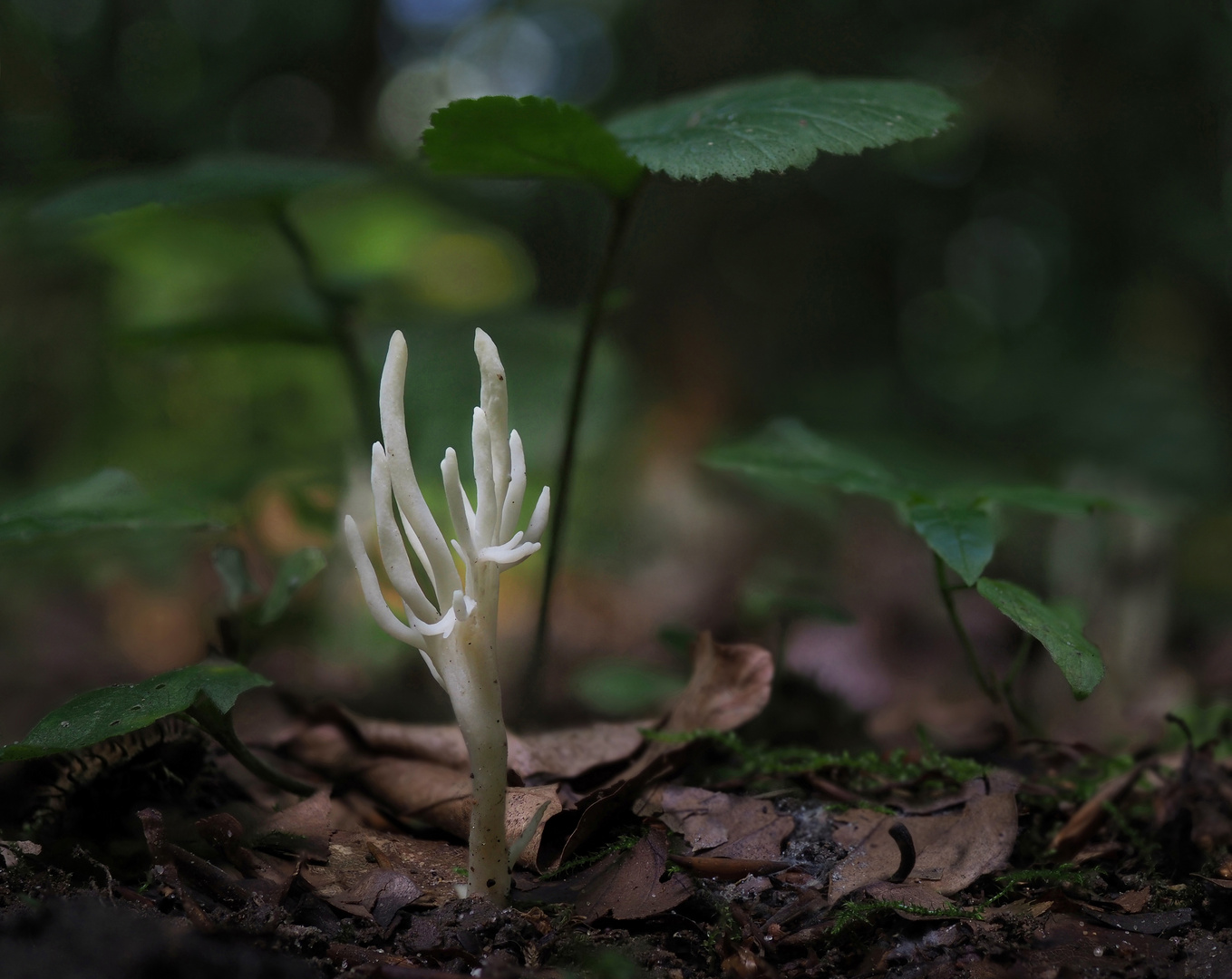 Runzelige Koralle (clavulina rugosa)