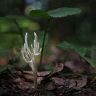 Runzelige Koralle (clavulina rugosa)