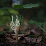 Runzelige Koralle (clavulina rugosa)