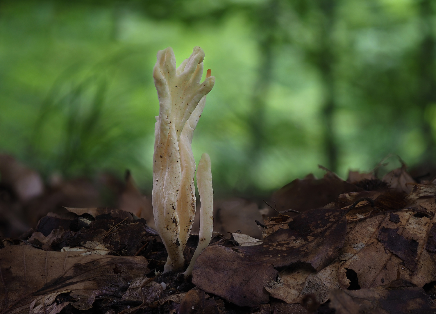 Runzelige Koralle (clavulina rugosa)