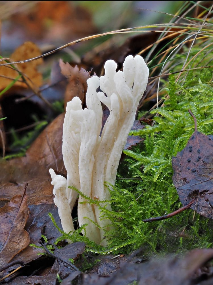 Runzeliger Keulenpilz (Clavulina rugosa)