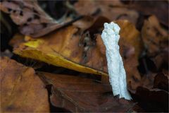 Runzeliger Keulenpilz (Clavulina Rugosa)