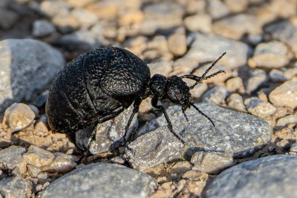 Runzeliger Ölkäfer
