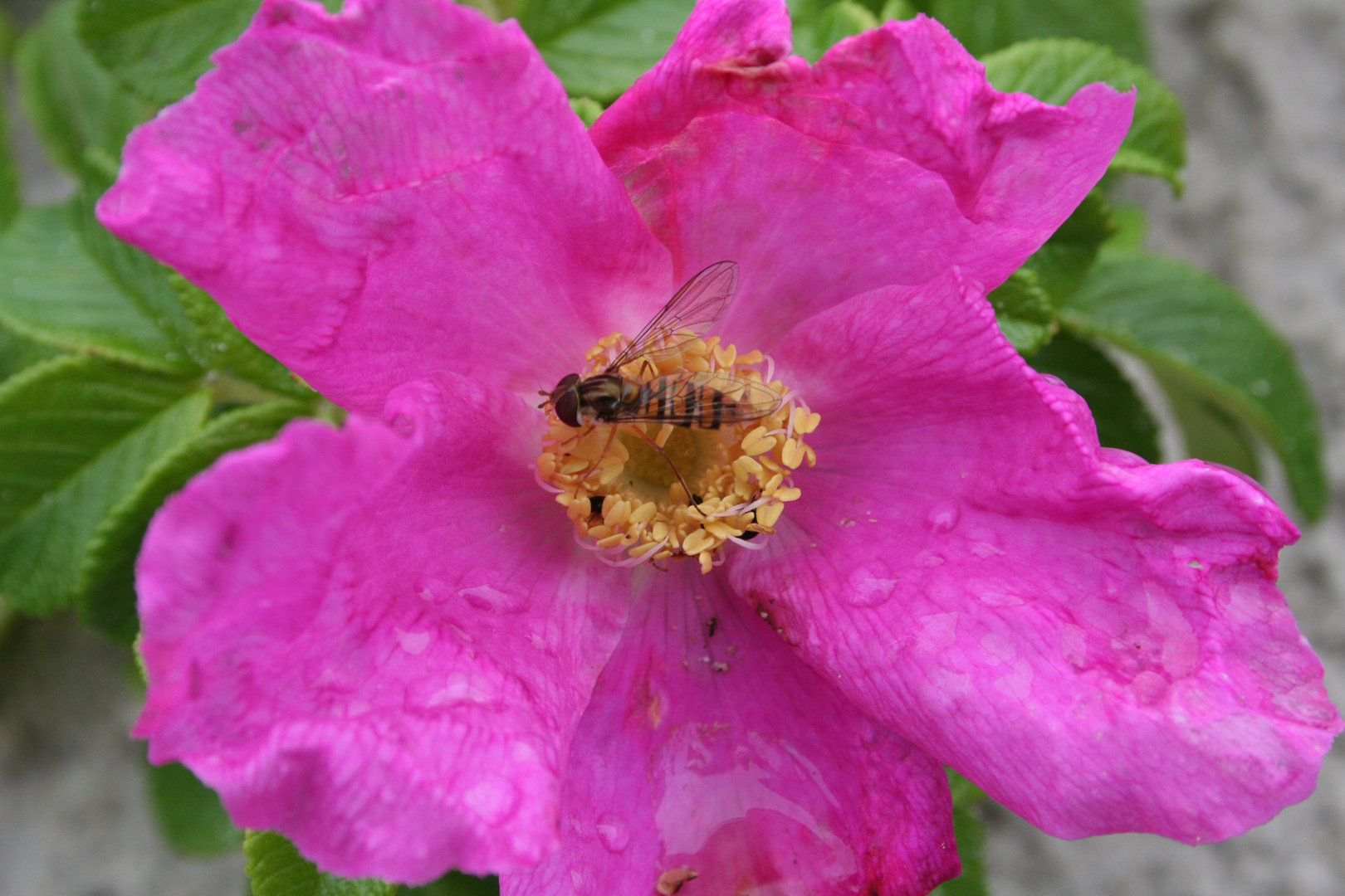 Runzelrose (Rosa rugosa)