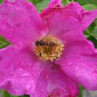 Runzelrose (Rosa rugosa)