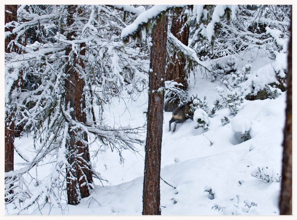 rupicapra nella neve