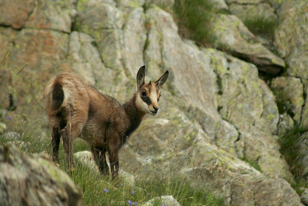 Rupicapra rupicapra de Virole Bridée 