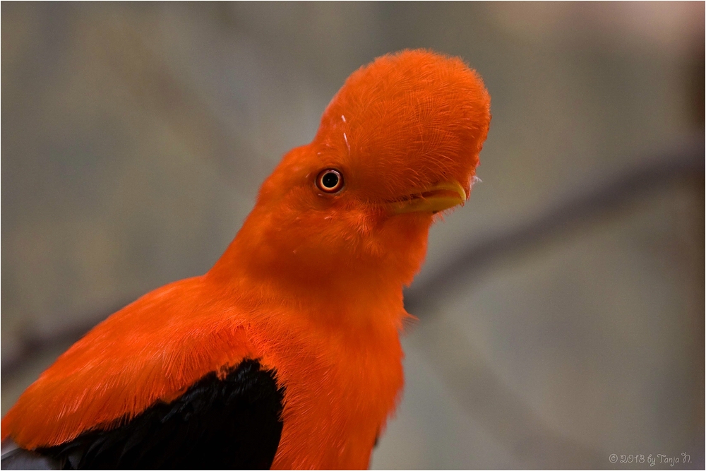 Rupicola peruviana :-)