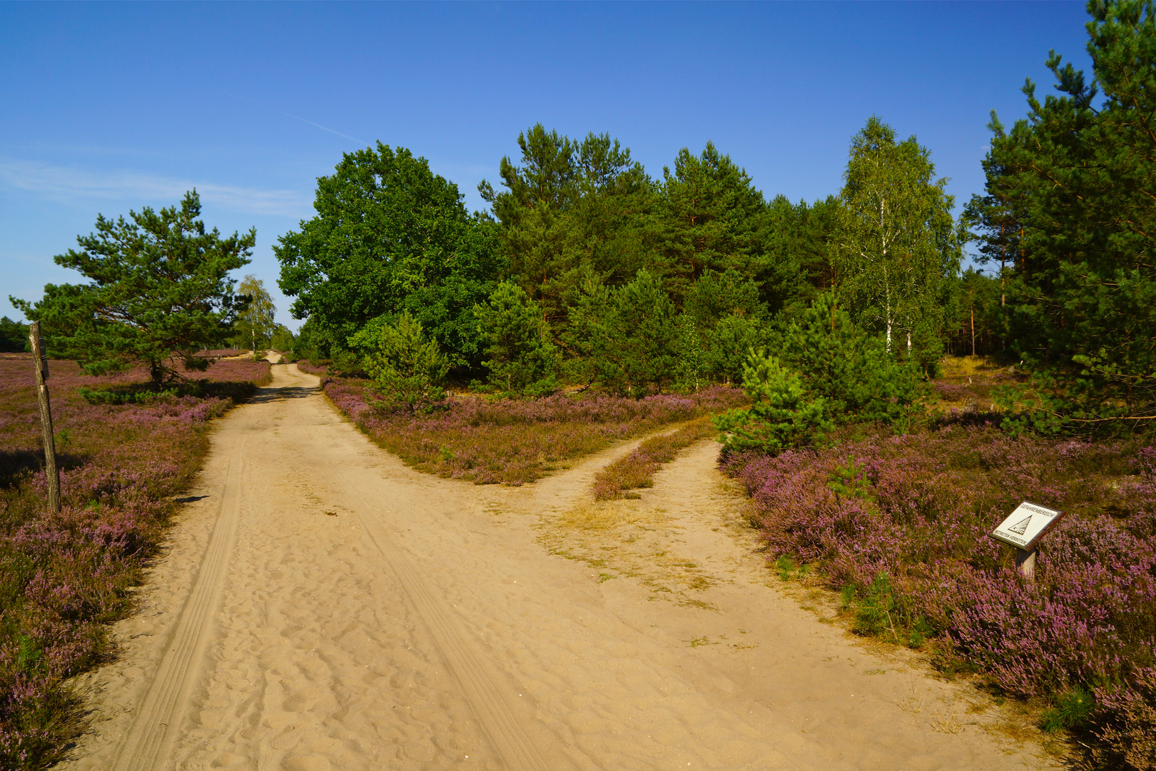 Ruppiner Heide