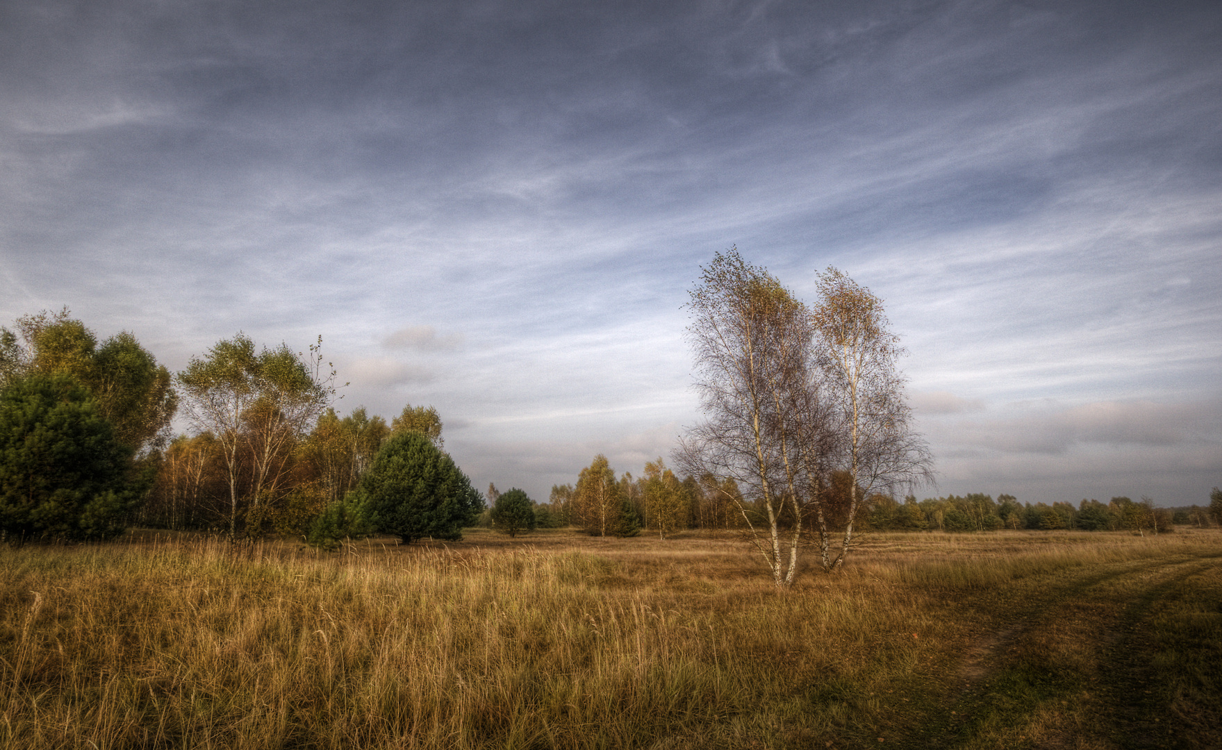 Ruppiner Heide